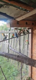 Te koop agepornissen / dwergpapegaaien  jong&oud&koppeltjes, Dieren en Toebehoren, Meerdere dieren