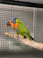 Lori van de blauwe bergen, Dieren en Toebehoren, Meerdere dieren, Papegaai, Geringd