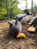 Baby konijntje, Dieren en Toebehoren, Konijnen, Mannelijk, Klein, 0 tot 2 jaar