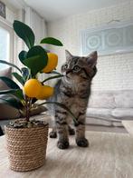 Britse korthaar kitten, Dieren en Toebehoren, Katten en Kittens | Overige Katten, Kater