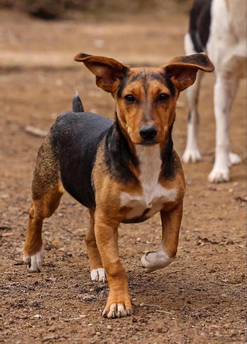 Mitsi, van de straat naar veiligheid, Dieren en Toebehoren, Honden | Niet-rashonden, Klein, Teef, Particulier, Eén hond, Buitenland