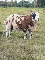 Bonte dekram, Dieren en Toebehoren, Schapen, Geiten en Varkens, Mannelijk, Schaap, 0 tot 2 jaar