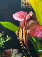 Altum Vichada wildvang, Dieren en Toebehoren, Vissen | Aquariumvissen, Vis