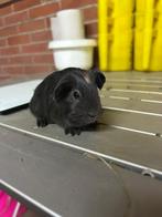 Cavia zeugje, Cavia, Juni, Vrouwelijk, Tam