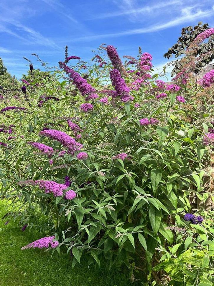Vlinderstruik, Tuin en Terras, Planten | Tuinplanten, Overige soorten, Volle zon, Zomer, Ophalen