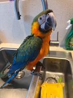 Catalina hybride ara, Dieren en Toebehoren, Vogels | Parkieten en Papegaaien, Mannelijk, Papegaai, Tam