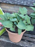 Hosta, Ophalen, Zomer, Overige soorten, Halfschaduw