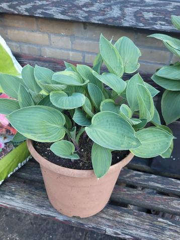 Hosta beschikbaar voor biedingen