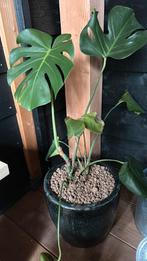 Gratis plant, Ophalen, Halfschaduw, Minder dan 100 cm