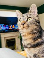 Nieuw huis gezocht voor lieve poes, Dieren en Toebehoren, Katten en Kittens | Overige Katten, Poes