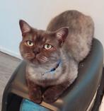 Heel lief kater en poes , gevaccineerd,  gesteriliseerd, Dieren en Toebehoren, Katten en Kittens | Raskatten | Korthaar, Meerdere dieren