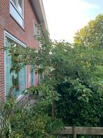Sier appel boompje, Ophalen, Volle zon, Overige soorten, Minder dan 100 cm