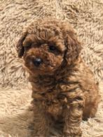 Toy Poodle Meisje Red (FCI) – Ruslana - Lief & Hypoallergeen, Dieren en Toebehoren, Poedel, Reu, 8 tot 15 weken, Buitenland