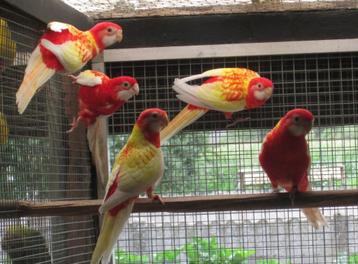 rubino rosella's beschikbaar voor biedingen