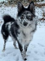 Pomsky pup teefje te koop, 8 tot 15 weken, Teef, Parvo, Eén hond