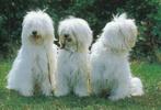 kaart Tibet-terrier, Ophalen of Verzenden, 1980 tot heden, Ongelopen, Hond of Kat