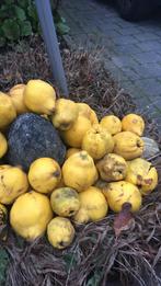 Verse Kweeperen te koop!, Diversen, Levensmiddelen, Ophalen