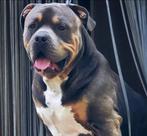 American Bully XL dekreu, Reu, 1 tot 2 jaar, Eén hond, Nederland