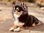 Mega knappe Black and Tan Chihuahua dekreu met fci stamboom, Dieren en Toebehoren, Honden | Dekreuen, Reu, CDV (hondenziekte)