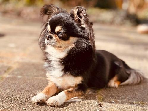 Mega knappe Black and Tan Chihuahua dekreu met fci stamboom, Dieren en Toebehoren, Honden | Dekreuen, Reu, Particulier, Eén hond