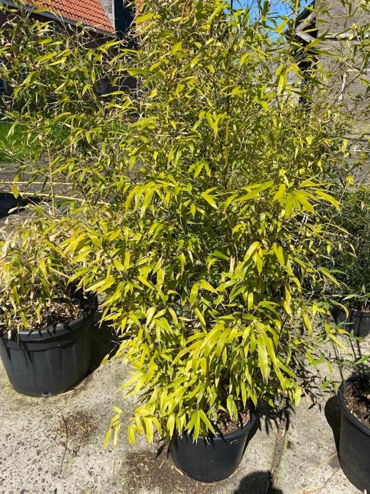 Bamboe Phyllostachys nigra `Megurochiku`, Tuin en Terras, Planten | Tuinplanten, Vaste plant, Overige soorten, Volle zon, Bloeit niet