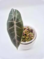 Alocasia Pink Dragon, Ophalen of Verzenden, Overige soorten, Minder dan 100 cm