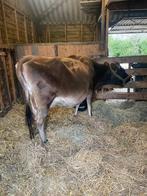 Jersey koe -drachtig- (en vaarskalf), Dieren en Toebehoren, Vrouwelijk, 7 tot 10 jaar