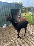 Zwarte Alpaca merrie, Dieren en Toebehoren, Juni, Vrouwelijk