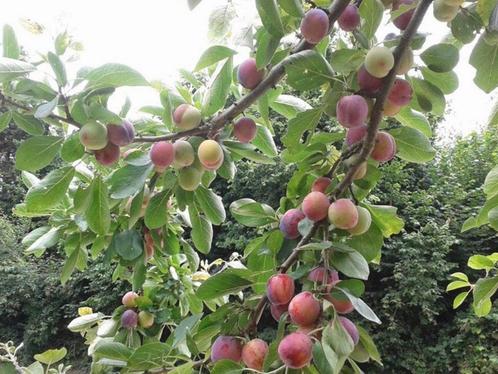 Jonge pruimenbomen, Tuin en Terras, Planten | Fruitbomen, Pruimenboom, Minder dan 100 cm, Lente, Ophalen of Verzenden