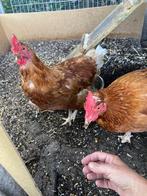 2 tamme hennetjes met hok en voer   zoeken een goed huis, Dieren en Toebehoren, Pluimvee, Vrouwelijk, Kip