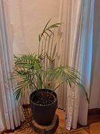 Mooie Areca Palm in Pot, Ophalen, Overige soorten, In pot, 150 tot 200 cm