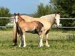 Welsh sectie C merrie veulen. Meerdere C’s te koop., Dieren en Toebehoren, Pony's, Merrie, Niet van toepassing, A pony (tot 1.17m)