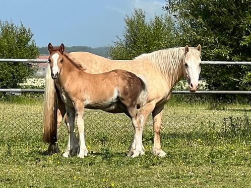 Meerdere welsh A & C’s te koop., Dieren en Toebehoren, Pony's, Merrie, Niet van toepassing, A pony (tot 1.17m), Recreatiepony