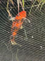 Japanse koi Showa Sanshoku 65 cm, Karper of Koi