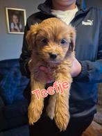 Maltipoo puppy, Dieren en Toebehoren, Honden | Chihuahua's en Gezelschapshonden, Rabiës (hondsdolheid), Overige rassen, 8 tot 15 weken