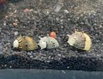 Clithon Sun hoornslakken - Aquarium slakken - slak, Slak of Weekdier, Zoetwatervis