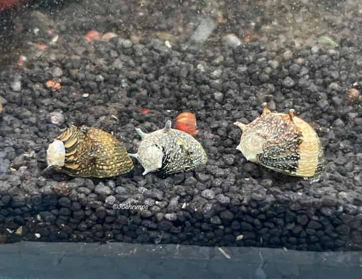 Clithon Sun hoornslakken - Aquarium slakken - slak, Dieren en Toebehoren, Vissen | Aquariumvissen, Zoetwatervis, Slak of Weekdier