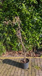 Krulhazelaar 1,50 hoog, Ophalen, Volle zon, Overige soorten, Minder dan 100 cm