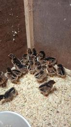 Barnevelder kuikens dubbel gezoomd, Dieren en Toebehoren, Vogels | Overige Vogels, Geslacht onbekend