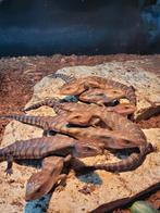 Ophalen Houten - Baby Australische Blauwtong skinken, Dieren en Toebehoren, Hagedis, Tam, 0 tot 2 jaar