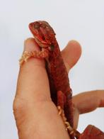 Monster bloodline pogona vitticeps, Dieren en Toebehoren, Reptielen en Amfibieën, Hagedis