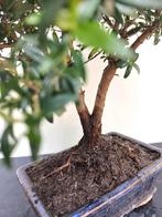 Myrtus Communis Microphylla Bonsai, In pot, Halfschaduw, Minder dan 100 cm, Zomer