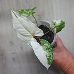 Syngonium podophyllum albo variegata plant, Ophalen of Verzenden, Overige soorten, Minder dan 100 cm