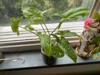 Syngonium mottled mojito plantjes, Huis en Inrichting, Kamerplanten, Ophalen, Overige soorten, Minder dan 100 cm