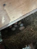 Kleurleggers eieren, Geslacht onbekend, Kip