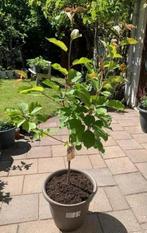 Kersenboom in pot, Ophalen, Lente, Kersenboom, In pot