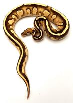 0.1 H.I. OD Stranger Leopard Fire 66% poss. het. Clown/Pied, Dieren en Toebehoren, Reptielen en Amfibieën, Slang, 0 tot 2 jaar