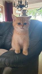 Brits korthaar met stamboom., Poes, Gechipt, 0 tot 2 jaar