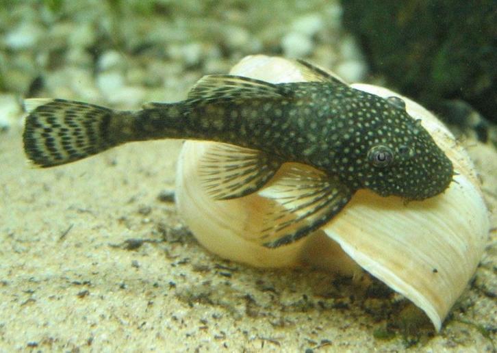 Algeneters & L- nummers opvang, Dieren en Toebehoren, Vissen | Aquariumvissen, Zoetwatervis, Vis