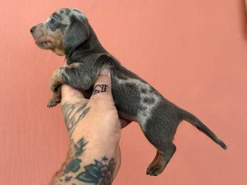 Teckel kanichen merle pups beschikbaar voor biedingen